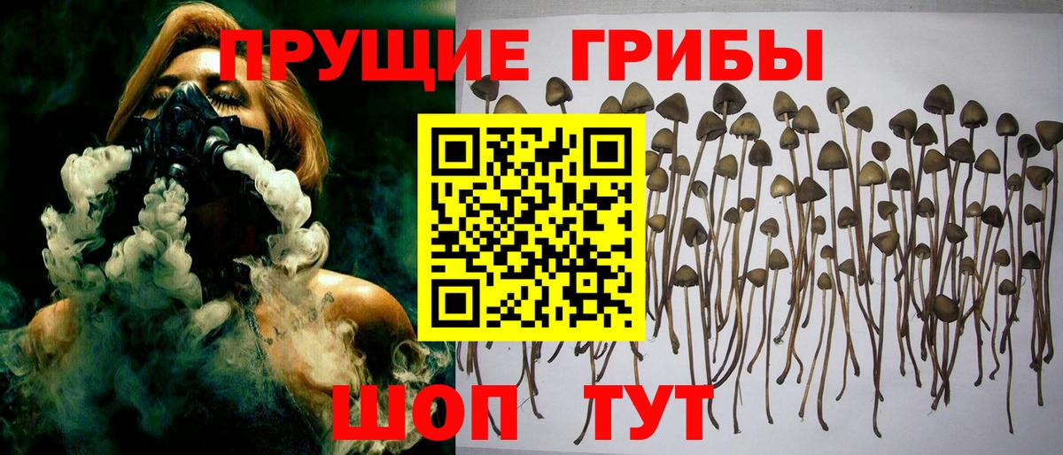 Урус-Мартан  Псилоцибиновые грибы прущие грибы  Вход с VPN  Галлюциногенные грибы мухоморы 